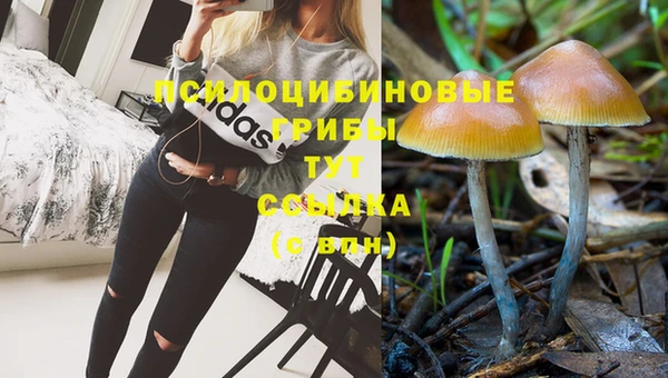 амф Аркадак